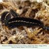 parnassius nordmanni larva4d